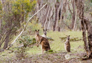 kangaroos