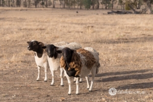 animals,horses,sheep