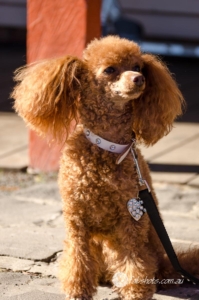 Animals Wildlife Pets-16