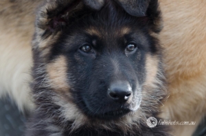 Animals Wildlife Pets-17
