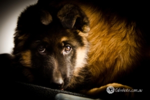 Animals Wildlife Pets-18