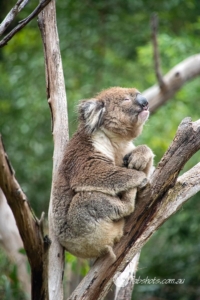 koala