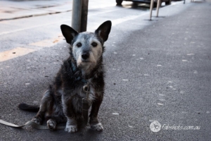 Animals Wildlife Pets-22