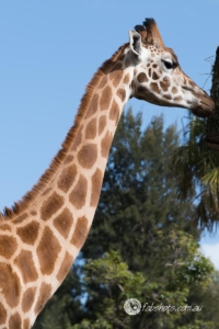 Animals Wildlife Pets-26