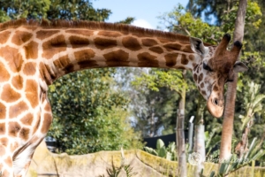 Animals Wildlife Pets-27