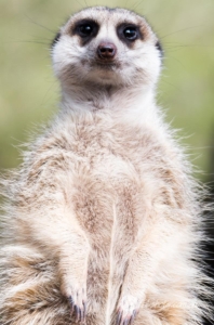 Animals Wildlife Pets-29