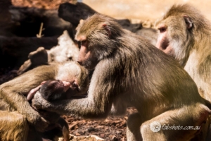 Animals Wildlife Pets-32