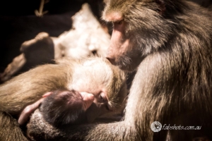 Animals Wildlife Pets-33