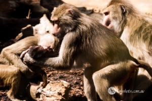 Animals Wildlife Pets-34