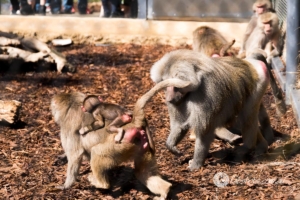Animals Wildlife Pets-35
