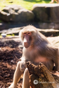 Animals Wildlife Pets-36