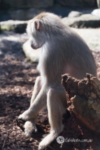 Animals Wildlife Pets-37
