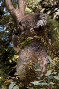 Animals Wildlife Pets-38