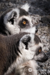 Animals Wildlife Pets-39