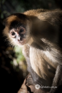 Animals Wildlife Pets-40