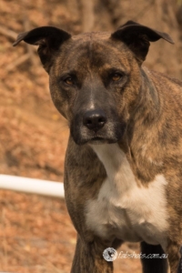 Animals Wildlife Pets-42