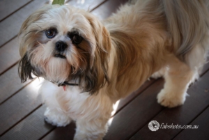 Animals Wildlife Pets-43