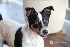 Animals Wildlife Pets-44