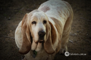 Animals Wildlife Pets-45
