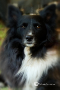 Animals Wildlife Pets-46