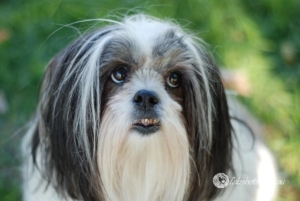 Animals Wildlife Pets-47