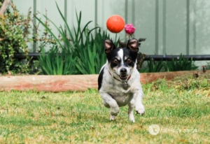 dog