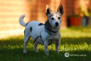 dog