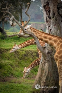 Animals,zoo