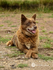 Animals Wildlife Pets-58