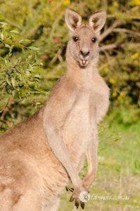 kangaroos
