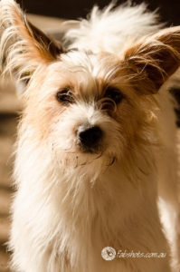 Animals Wildlife Pets-62