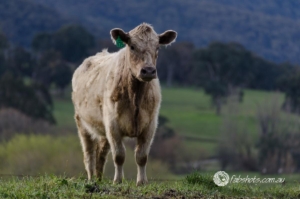 Animals Wildlife Pets-7