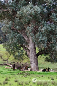 alpacas