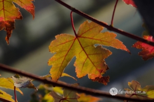 leaves