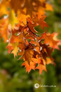 Autumn-13