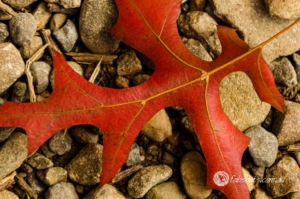 Autumn-14