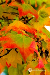 Autumn-15