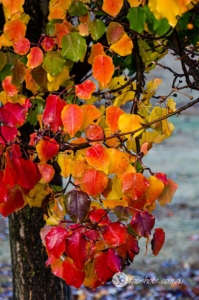 Autumn-18