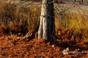 Autumn-19