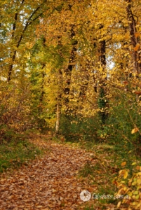 trees,autumn