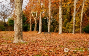 trees,autumn