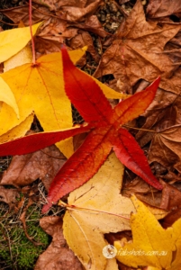 Autumn-23
