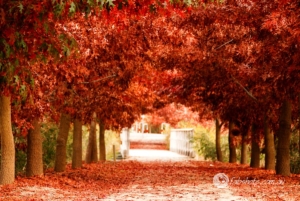 trees