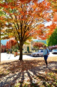 trees,autumn