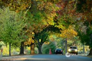 trees,autumn