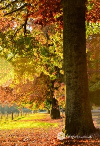 trees,autumn