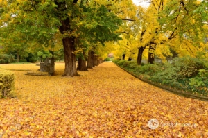 Autumn-29