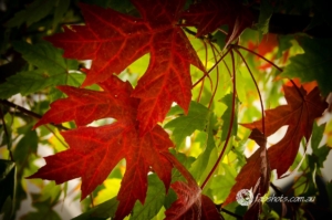 leaves