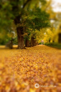 Autumn-30
