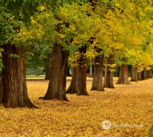 Autumn-32